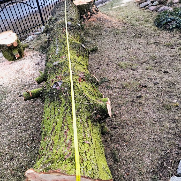 Daglezja kłoda 3,9 m