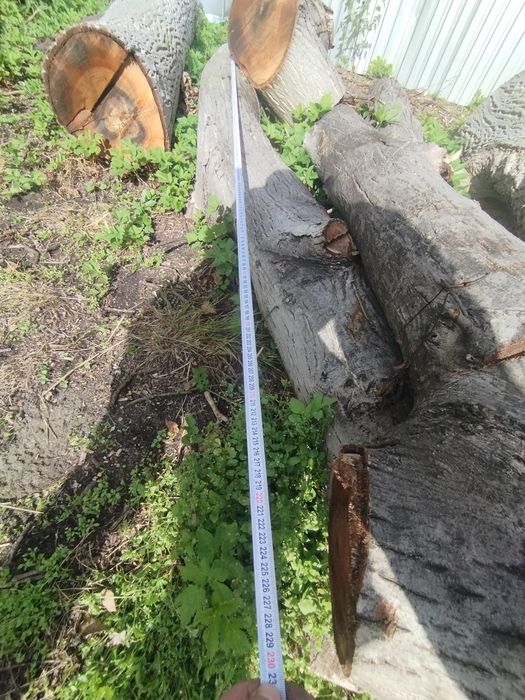 Orzech włoski na deski