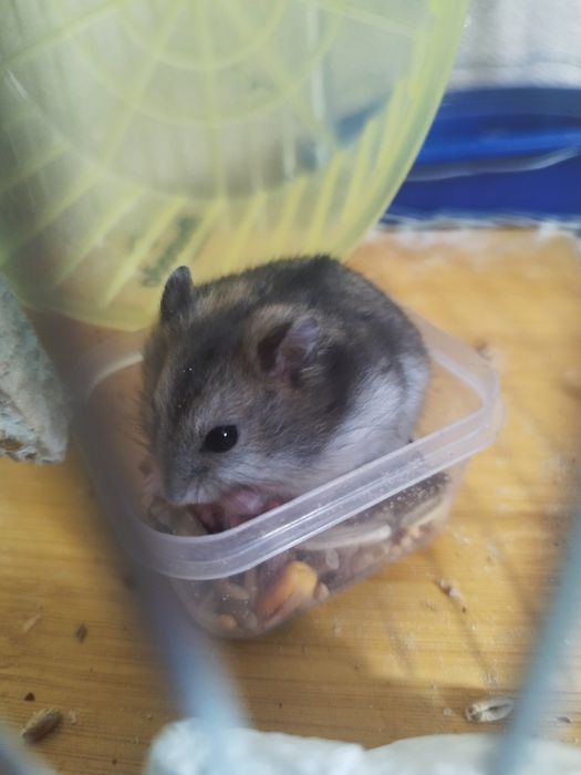 Хом'як джунгарик