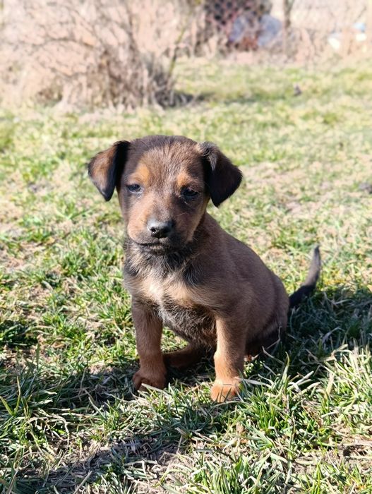 Подарую дружка                 .