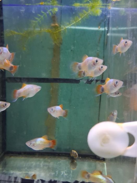 Peixes criaçao propria