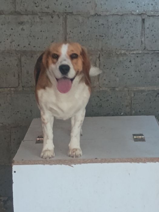 Oddam dwie suki Beagle