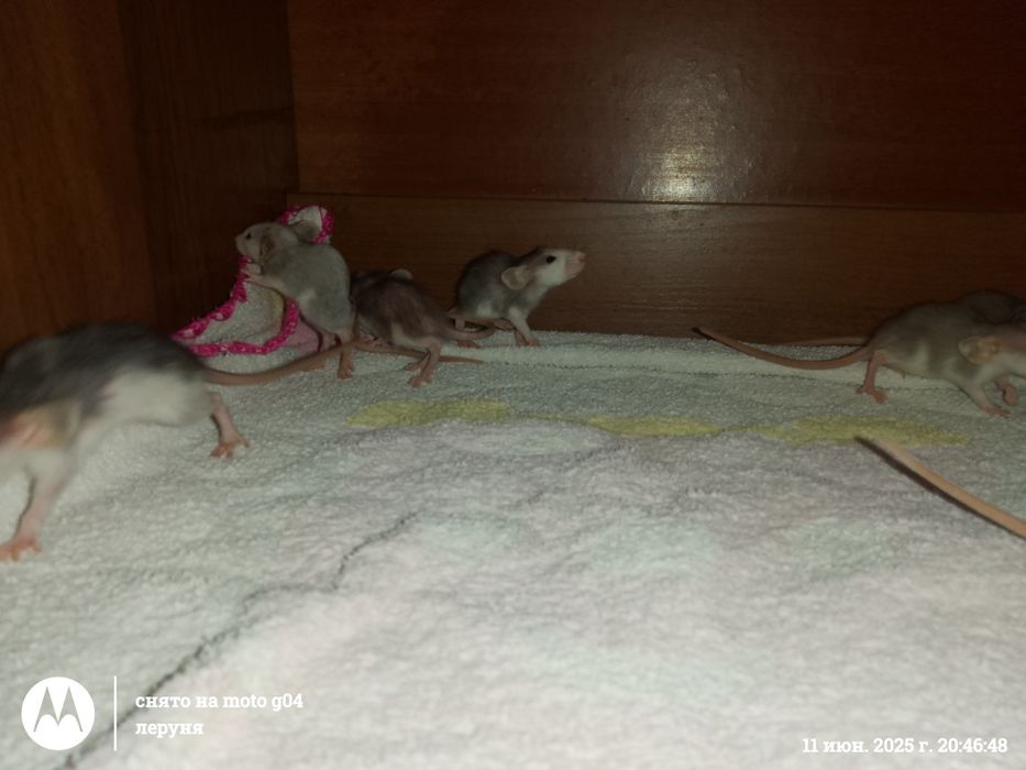 Продам крисенят, 50 гривень одне