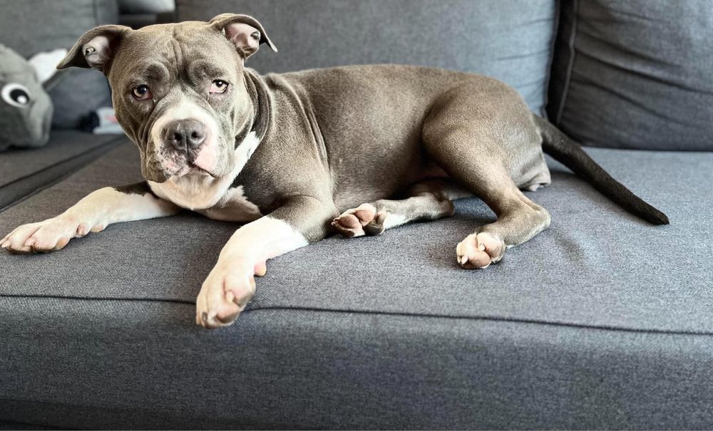 Spokojna sunia rasy Amstaff szuka domku