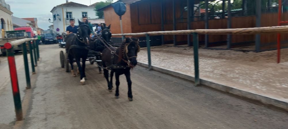 Poney  mansinho  bem engatado e montado