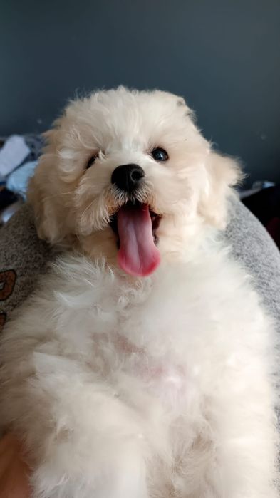Piesek Bichon Frise ZKwP FCI