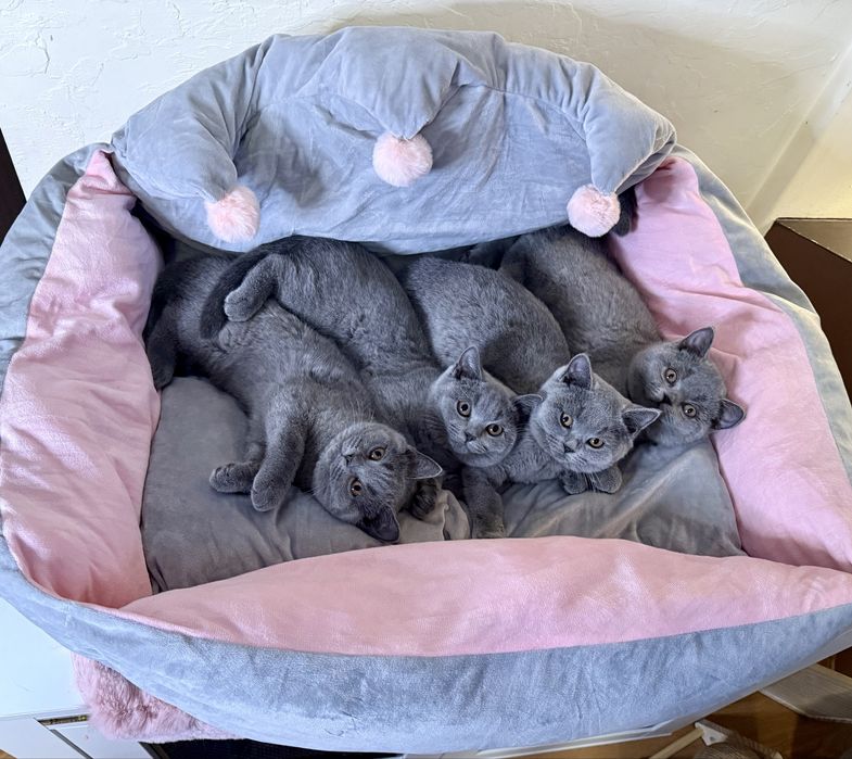 Kot brytyjski niebieski krotkowlosy kotka