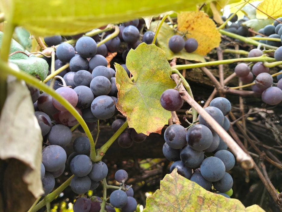 Winogrono ciemne