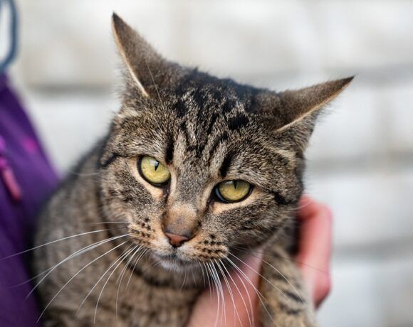 Miła, grzeczna kotka MADERA szuka domku!