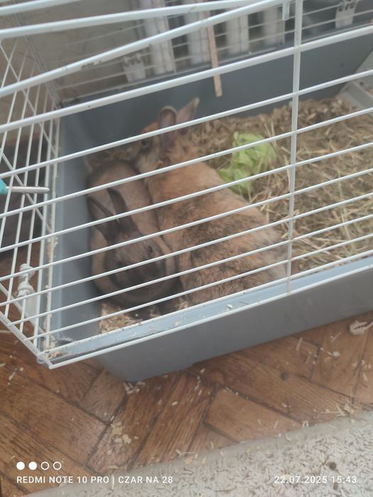 Króliki sprzedam