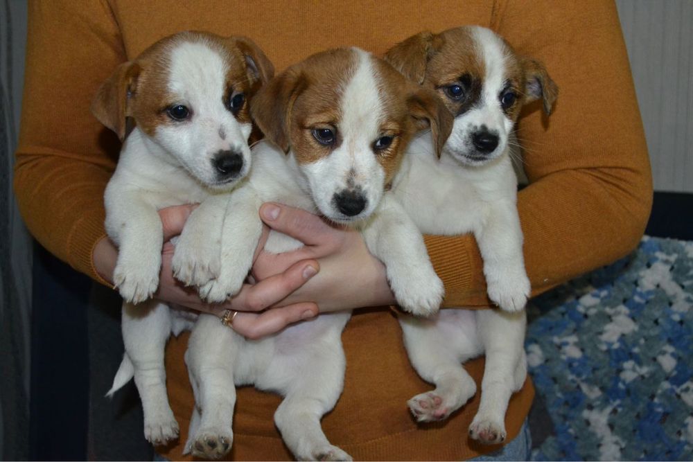 Цуценя Джек Рассел з документами КСУ