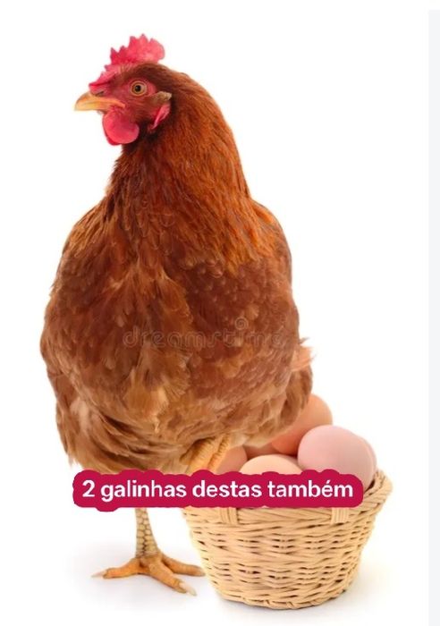 Galinhas boas tudo junto