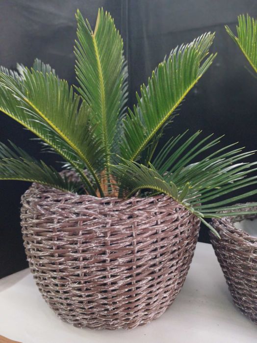 Квіти для колекціонерів.Цикас.