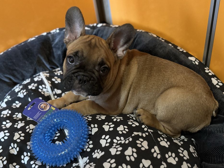 Хлопчик французського бульдога