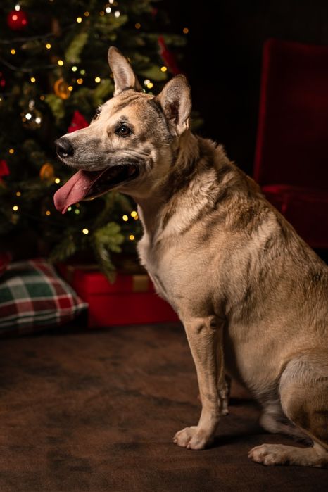 Kochany Lobo w typie TTB do adopcji!