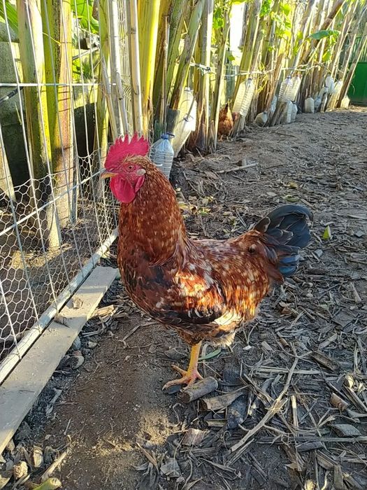 Ovos GALADOS Galinhas Criadas Ar Livre