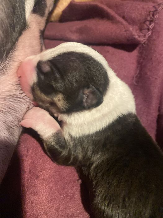 Bulterier miniaturowy