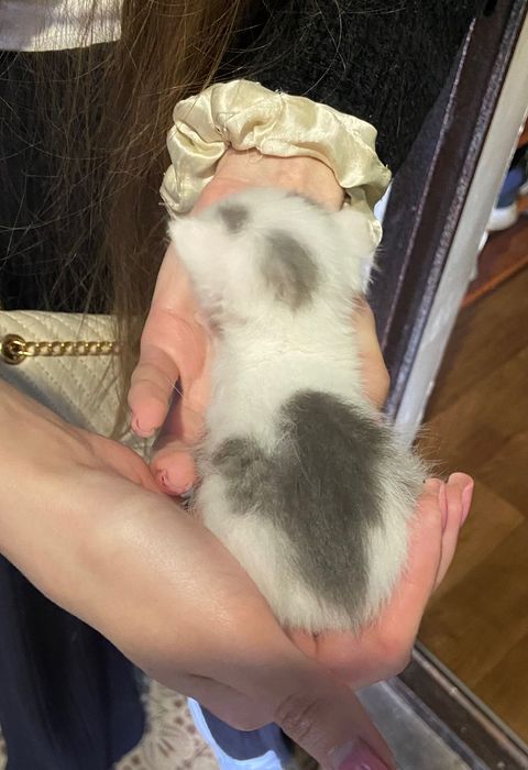 Котики шукають дім