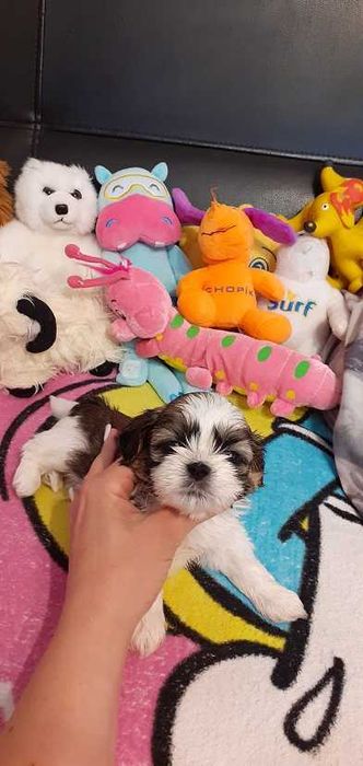 Śliczny piesek shih tzu tricolor z wielopok.rodowodem.