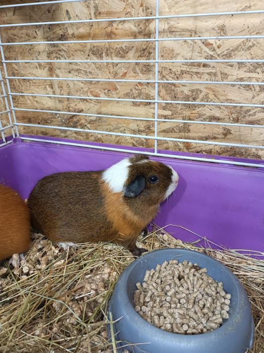 Морська свинка,морські свинки,купить морську свинку