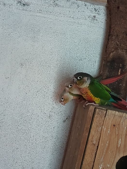 Papużki do sprzedania