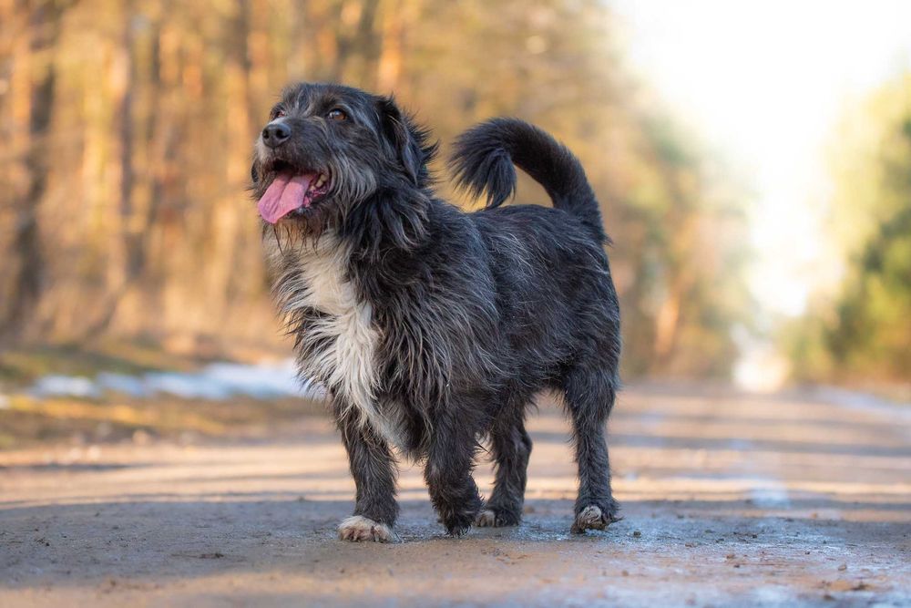 GOLEX - mały wesoły piesek poleca się do adopcji