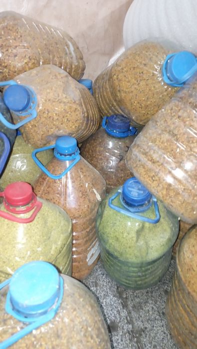 Пилок, пыльца 2025