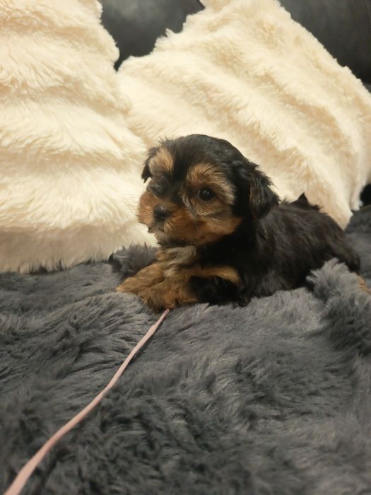 Yorkshire Terrier anão ,vacinado e desparasitados
