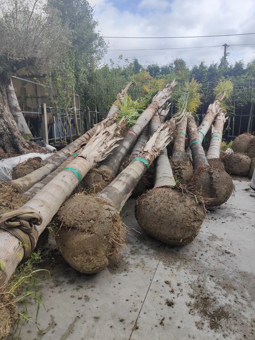 Coqueiros 300cm - 400cm TRONCO