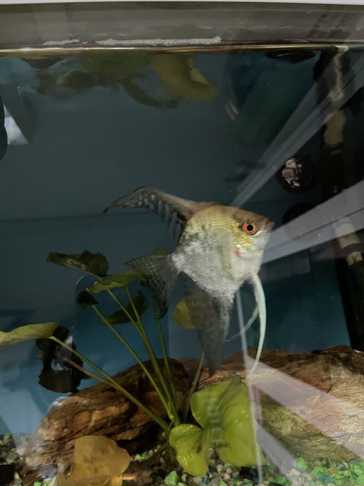 Peixe escalar vendo ou troco