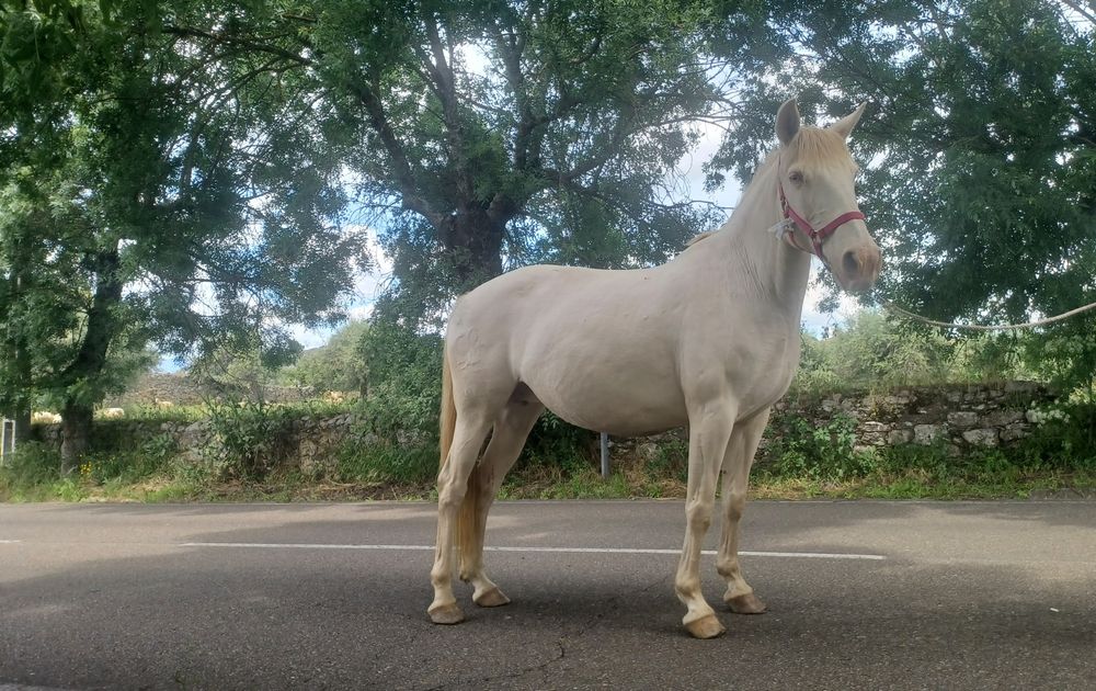 Egua isabel muito bonita psl pura com livro azul