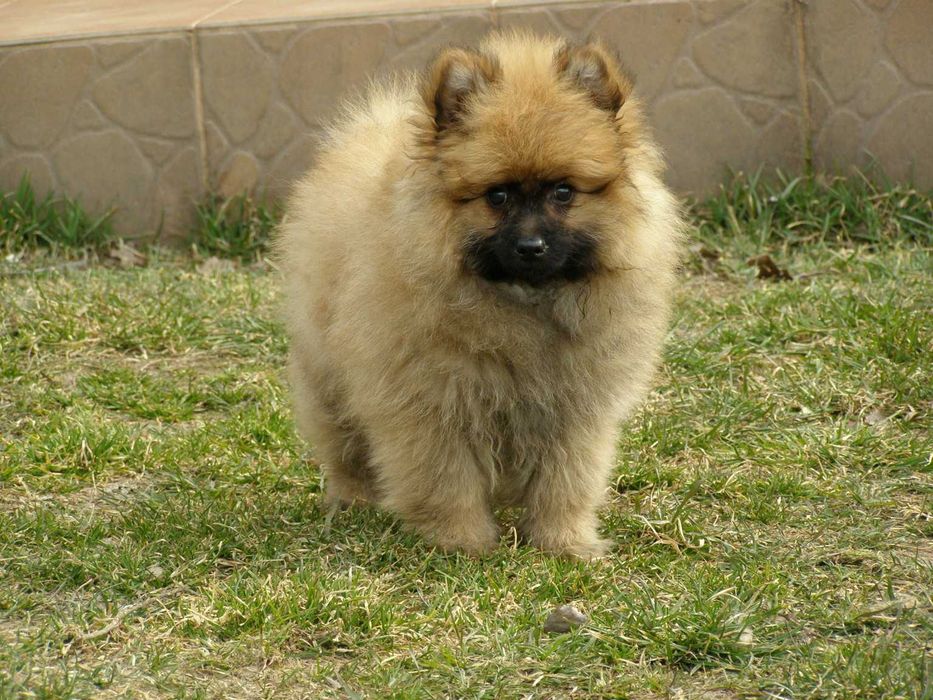 Szpic miniaturowy