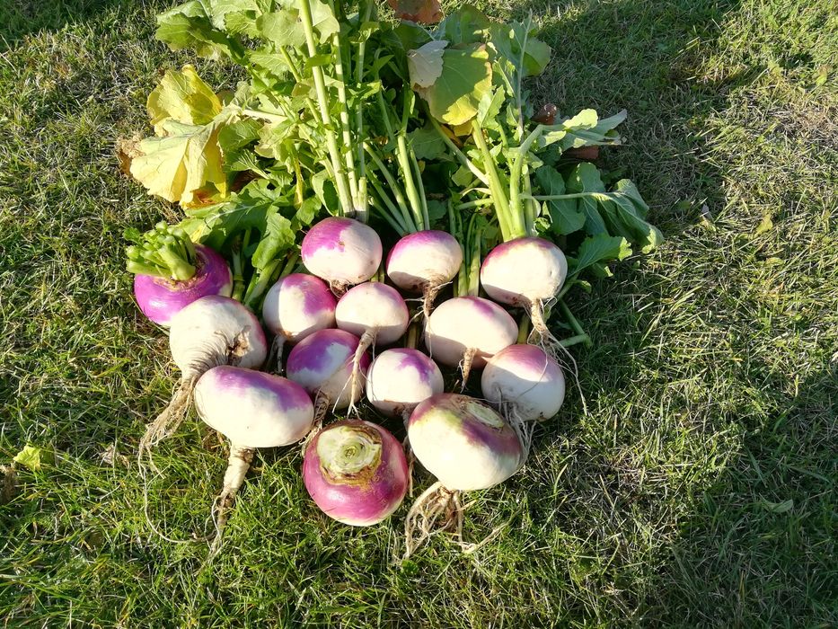 Rzepa ścierniskowa jadalna