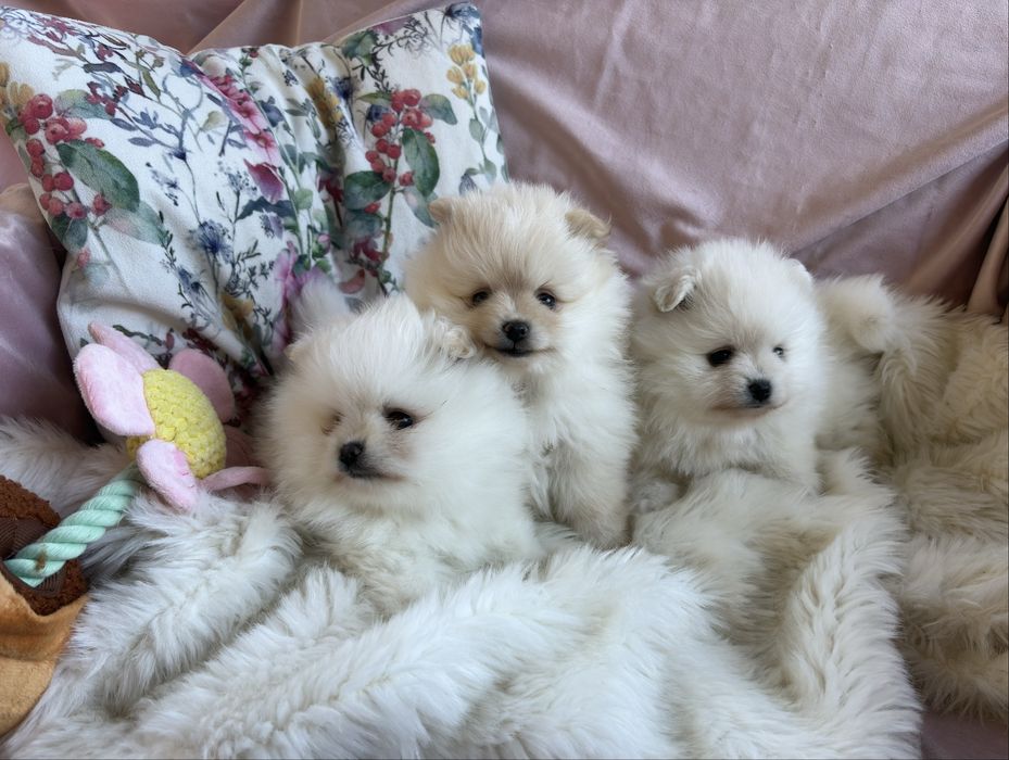 Puchate suczki Szpic miniaturowy Pomeranian