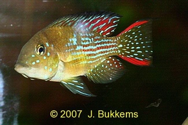 Gymnogeophagus rhabdotus