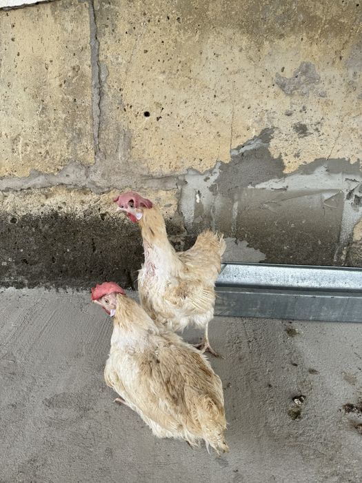 Годовалая несушка 10 мес