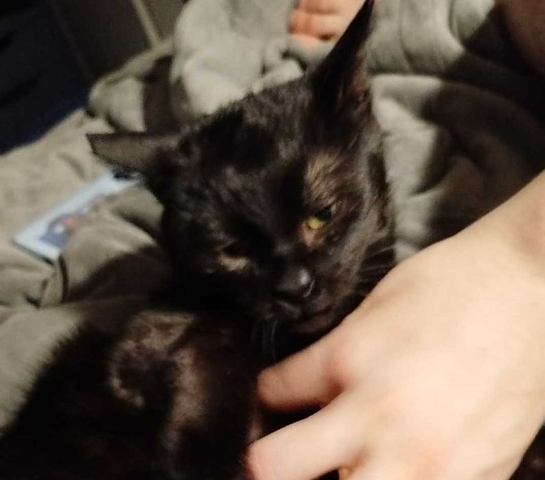 Cudowna czarna kotka do adopcji