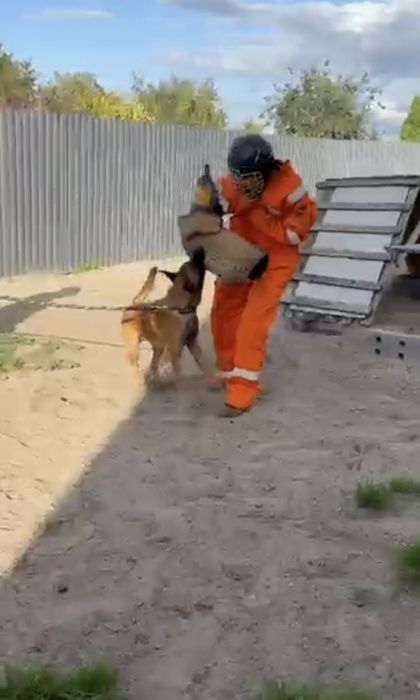 Owczarek belgijski malinois samiec