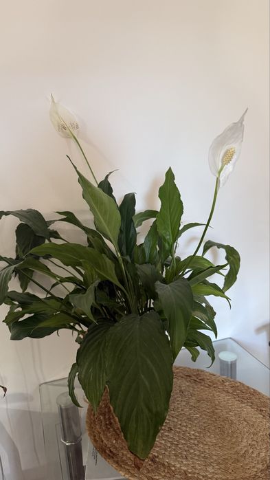 Спатіфілум спатифилум жіноче щастя квіти вазон