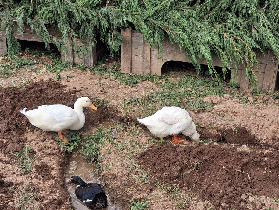 Patos brancos carne