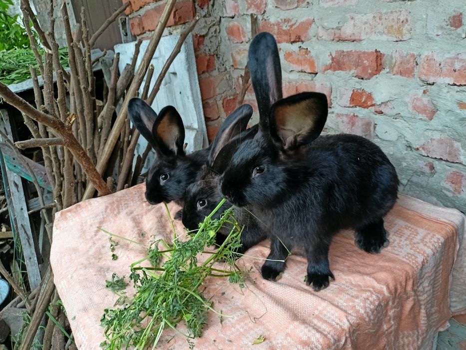 Кролики самці і самки по 3,5 міс.