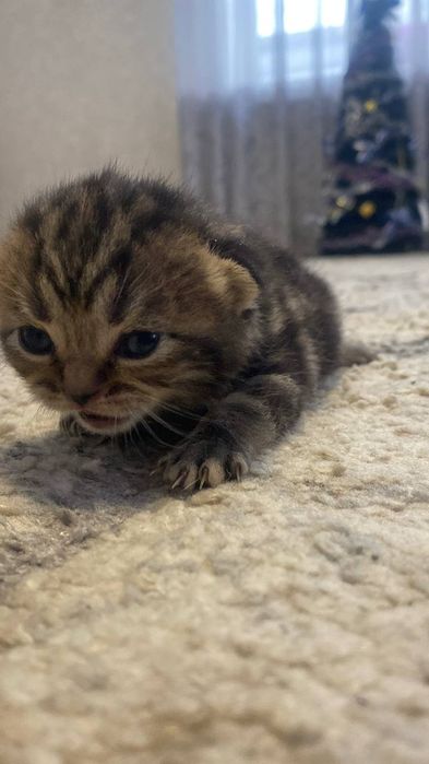 Шотландські кошенята