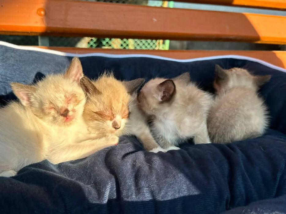 Сіамські кошенята віддам в добрі руки