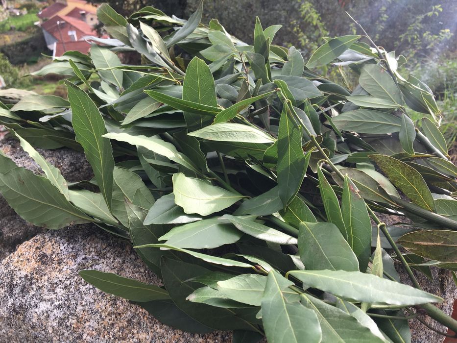 Vendo Louro biológico.