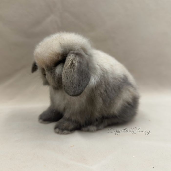 Królik Mini Lop TOP