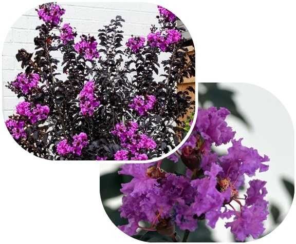 Lagerstroemia Black Diamond Piękne fioletowe kwiaty Duża Hit lata!!