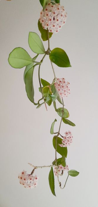 Хойя карноза  восковий плющ