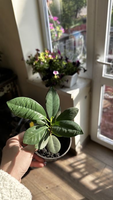 Продаються  дітки фікуса benjamina виду Moclame.