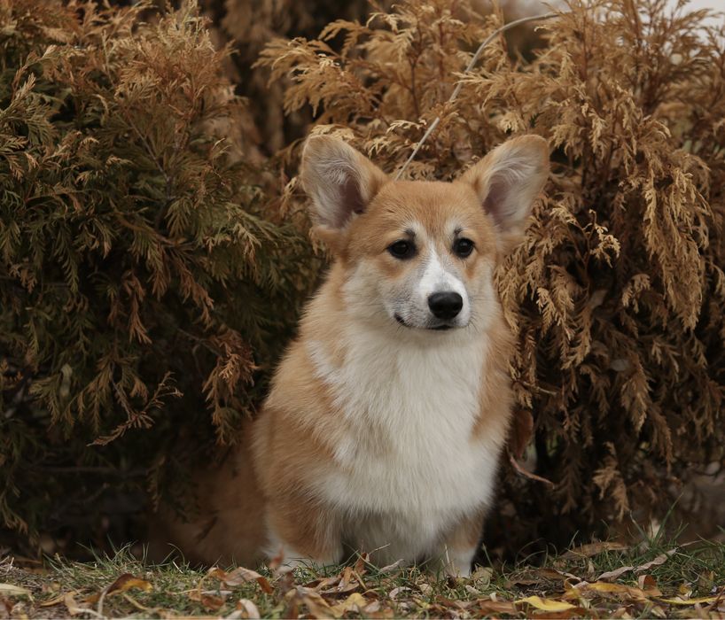 Булка_коргі пемброк