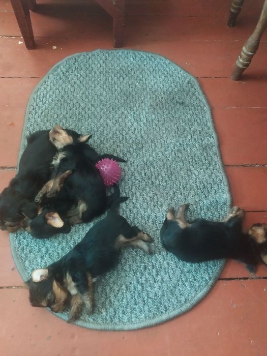 Продаю щенков йоркширских терьеров. Щенкам1.5 месяца  цена 6000 грн